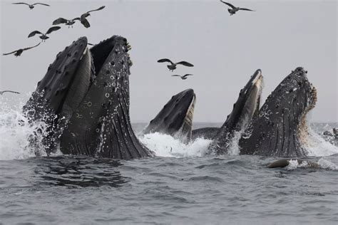 Whales eat colossal amounts of microplastics 